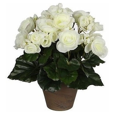 Begonia biała w doniczce