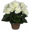 Begonia biała w doniczce