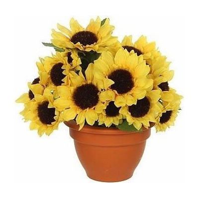 Słoneczniki w doniczce