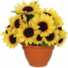 Słoneczniki w doniczce