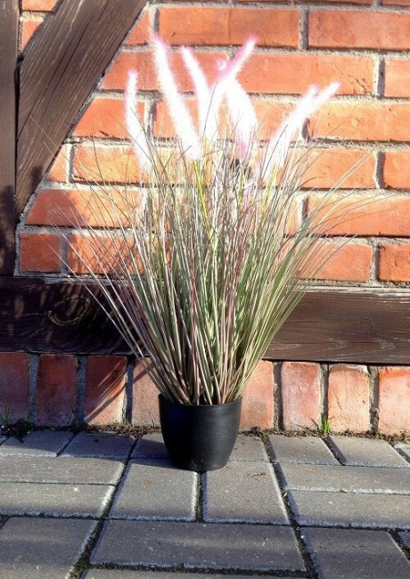 Trawa różowa w doniczce