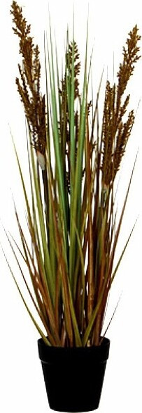 Trawa ozdobna w doniczce