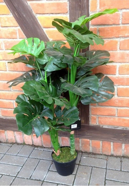 Monstera w doniczce