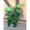 Monstera w doniczce