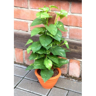 Scindapsus w doniczce