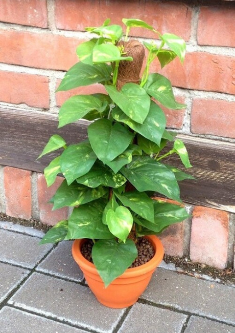 Scindapsus w doniczce