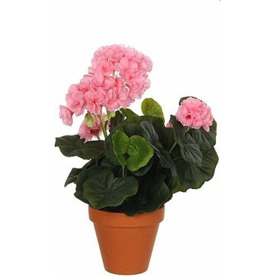 Jasnoróżowa pelargonia w terakotowej doniczce