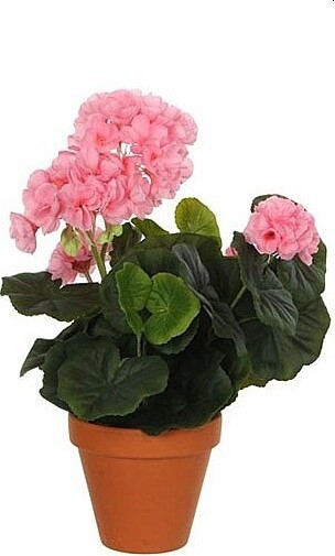 Jasnoróżowa pelargonia w terakotowej doniczce