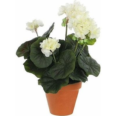 Kremowa pelargonia w terakotowej doniczce