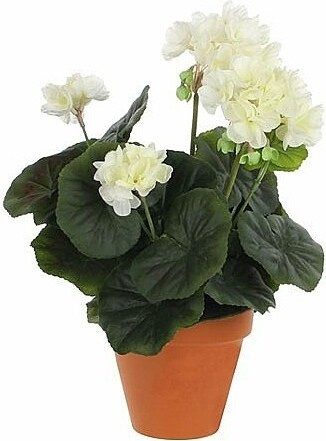 Kremowa pelargonia w terakotowej doniczce