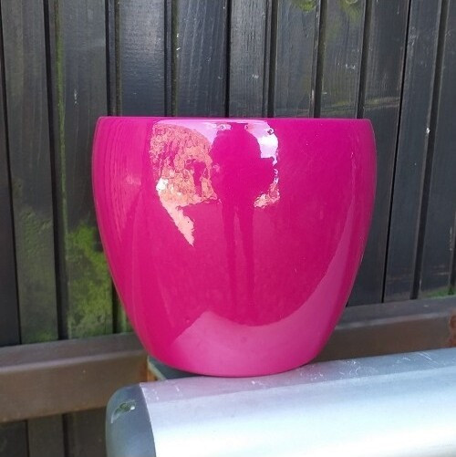 Osłonka Lidy fuksja