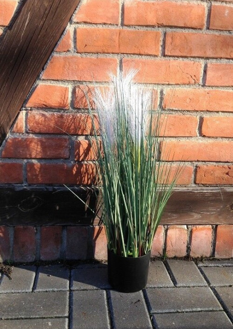 Trawa z białym kwiatostanem w doniczce