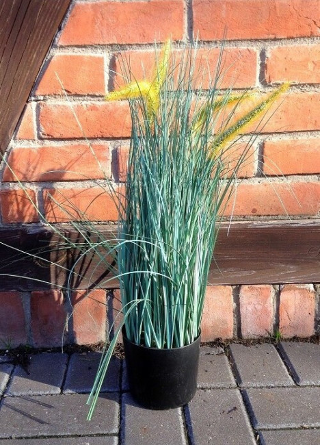 Trawa z żółtym kwiatostanem w doniczce