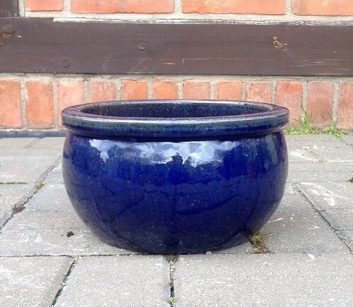 Misa Baryłka niebieska