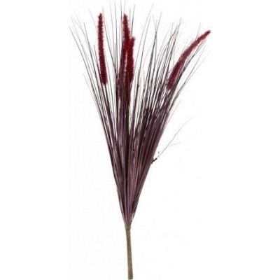 Trawa Rozplenica Rubrum