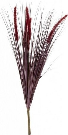 Trawa Rozplenica Rubrum