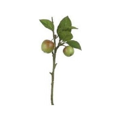 Gałązka jabłoni z owocami