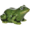 Żaba zielona