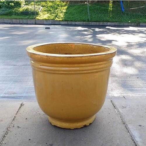 Donica Miodowy dzwon