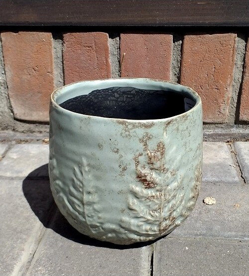 Osłonka Paproć miętowa