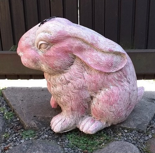 Zając Rose siedzący