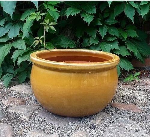 Misa Bavaria miodowa