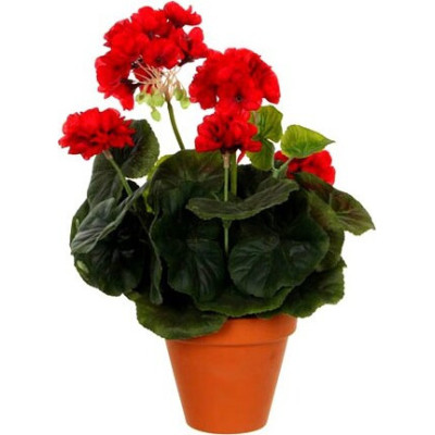 Czerwona pelargonia w terakotowej doniczce