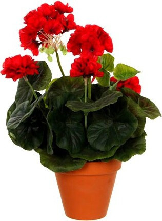 Czerwona pelargonia w terakotowej doniczce