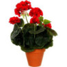 Czerwona pelargonia w terakotowej doniczce