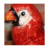 Papuga czerwona mała