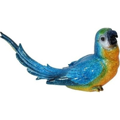 Papuga niebieska średnia