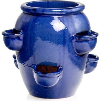 Donica Truskawka niebieska