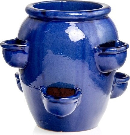 Donica Truskawka niebieska