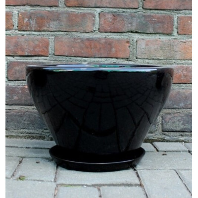 Misa Junia lejkowata czarna