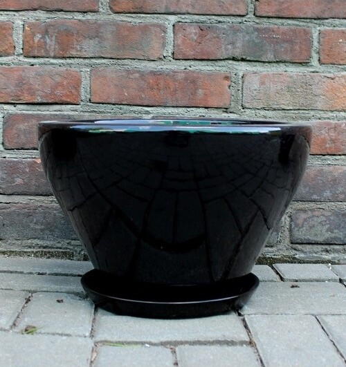 Misa Junia lejkowata czarna