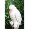 Papuga biała