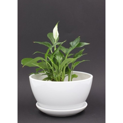 Donica Paterna biała