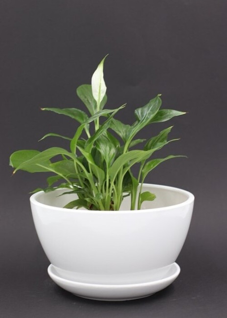 Donica Paterna biała