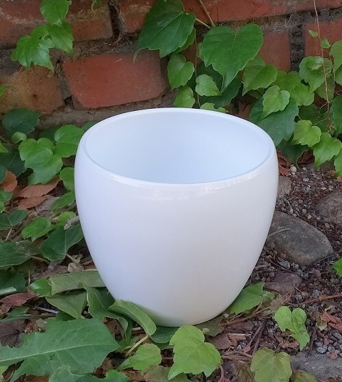 Osłonka Lidy biała