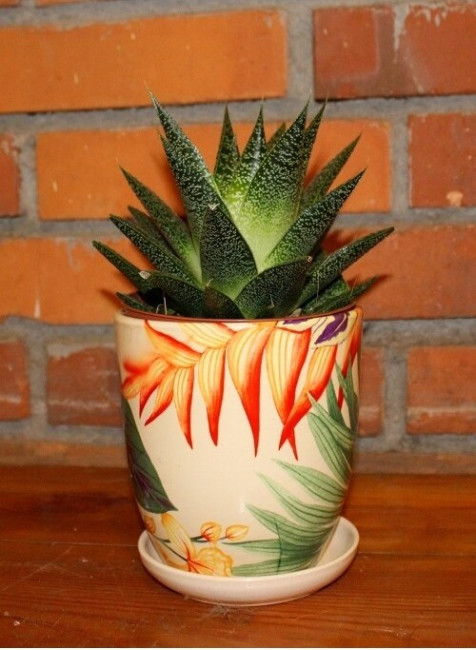 Doniczka Nova Kalka kolorowe liście