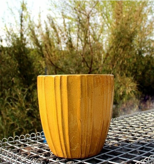 Donica Scott miodowa