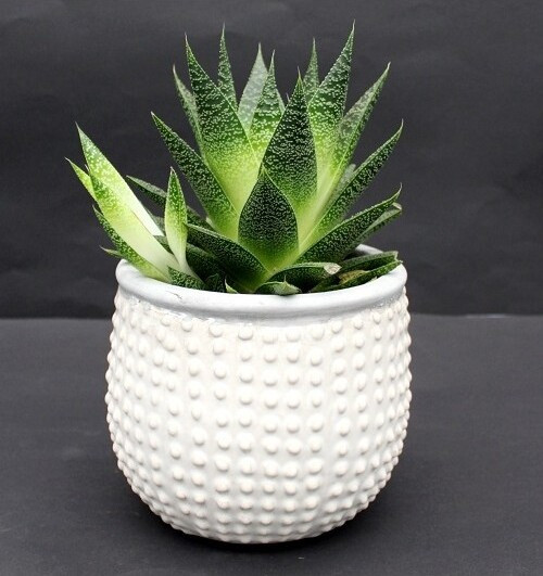 Doniczka Aldo biała