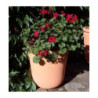 Donica terakota Róże