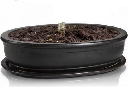 Czarna owalna doniczka do bonsai