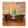 Doniczka bonsai prostokątna brązowa z podstawkiem