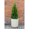 Donica Rozalia ornament bullet krem