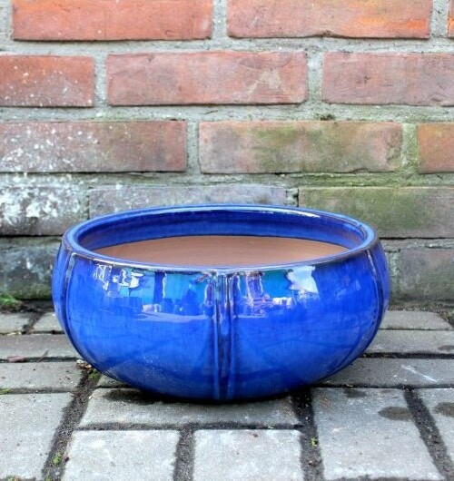 Misa Elipsa niebieska