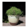 Donica Corsica piaskowa