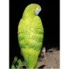 Papuga żółta