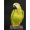 Papuga żółta